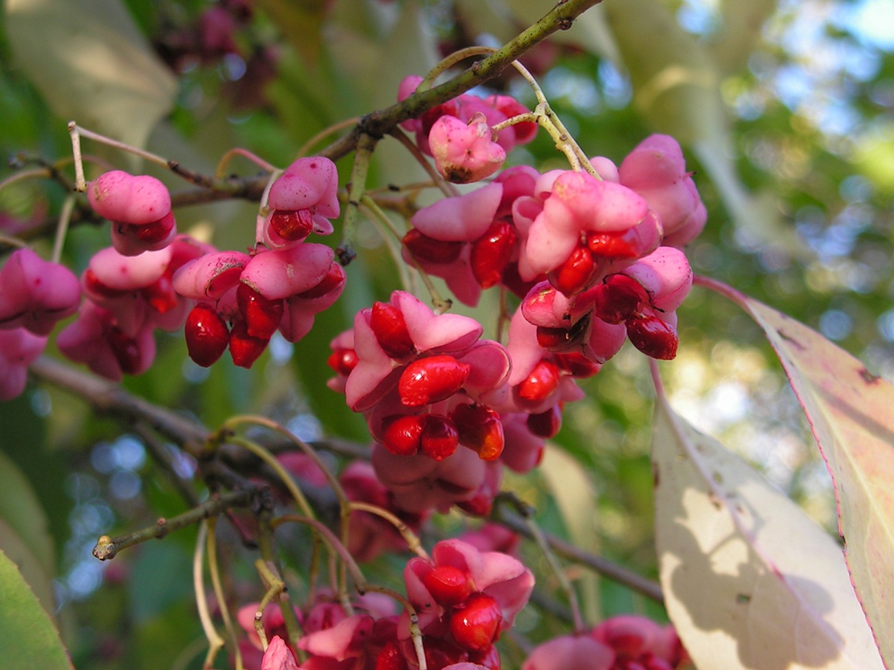 Изображение особи Euonymus maackii.