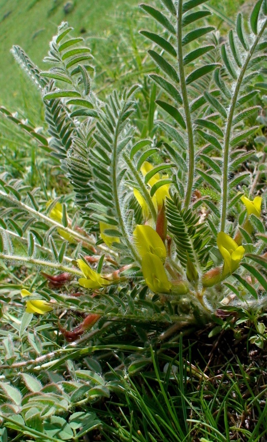 Изображение особи Astragalus pseudoutriger.