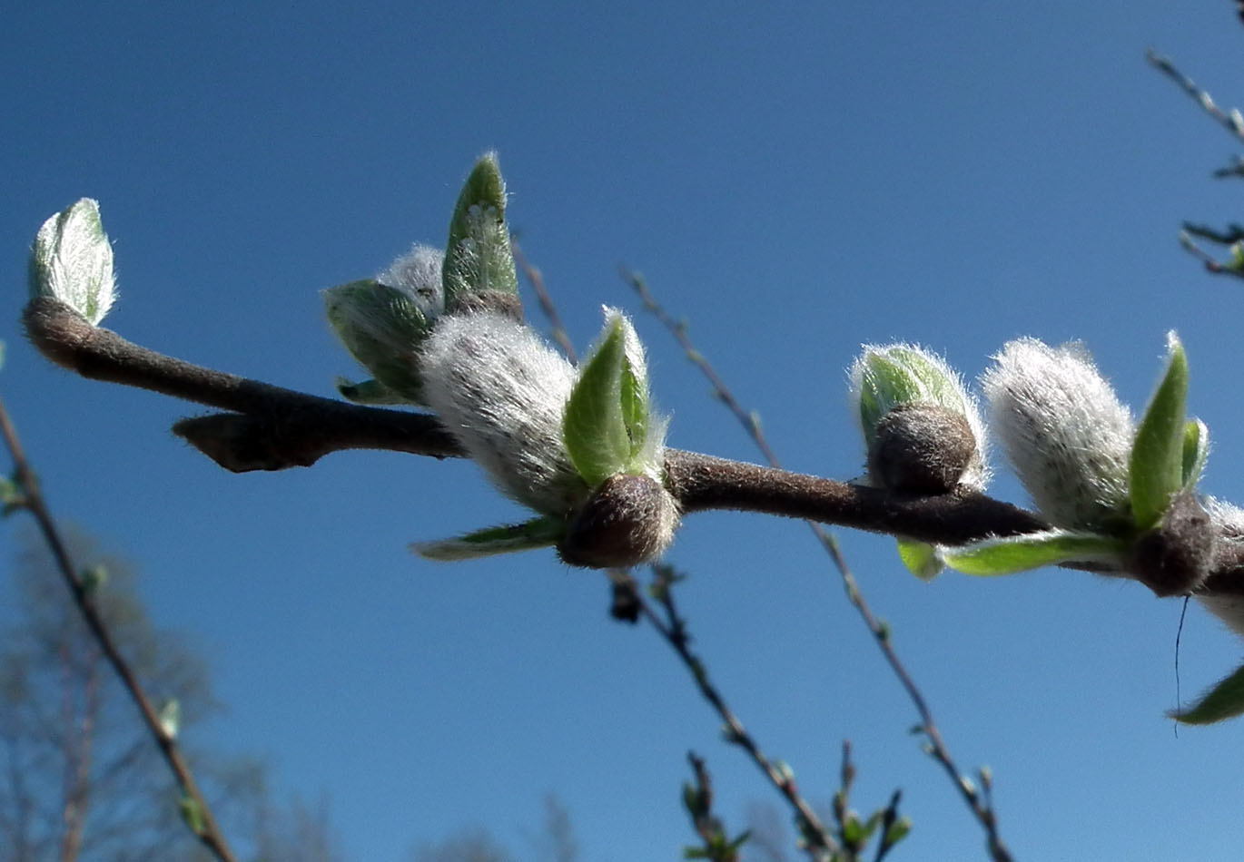 Изображение особи Salix borealis.