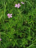 Geranium endressii