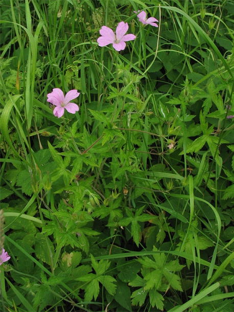 Image of Geranium endressii specimen.