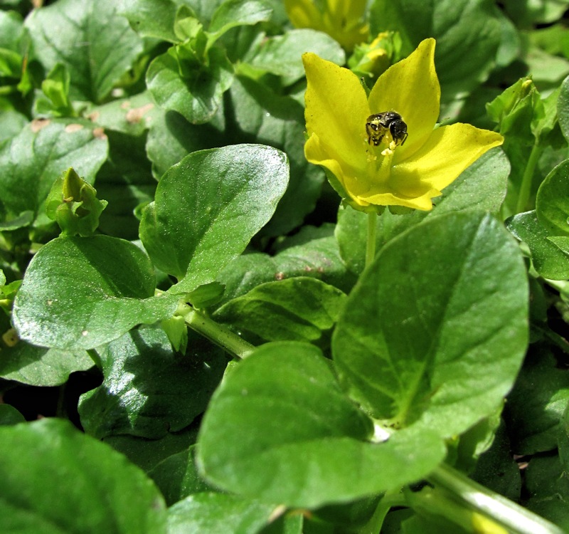 Изображение особи Lysimachia nummularia.