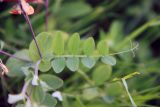 Lathyrus pisiformis