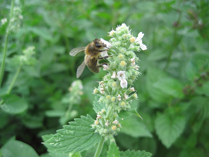 Изображение особи Nepeta cataria.