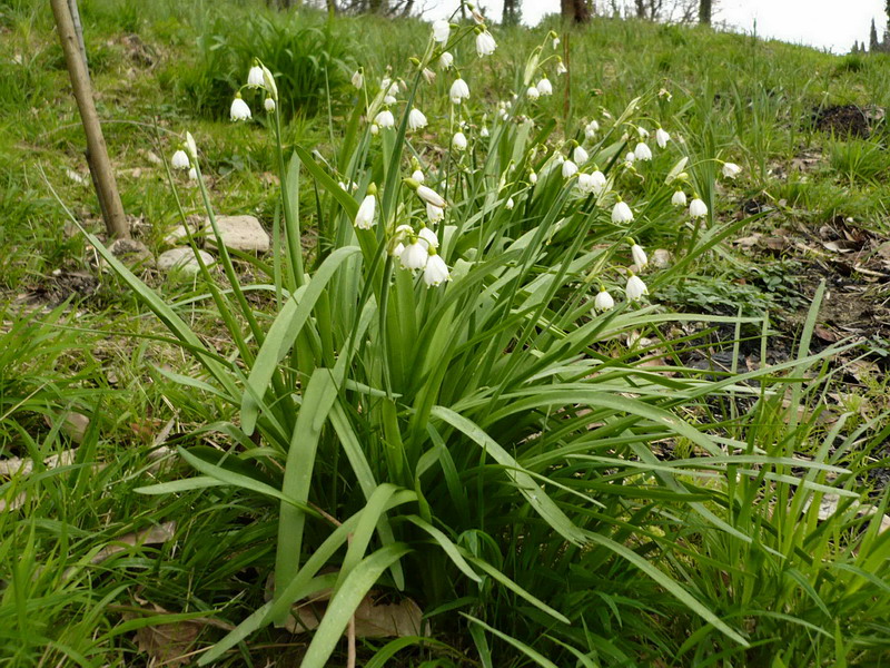 Image of Leucojum aestivum specimen.