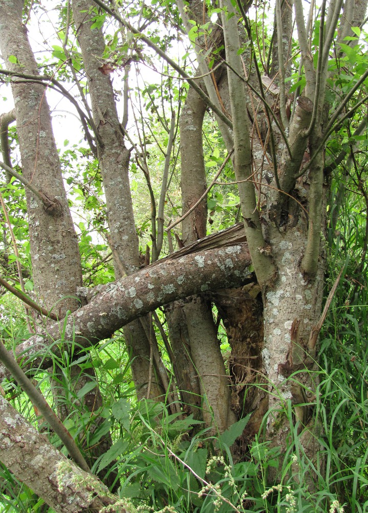 Image of Salix myrsinifolia specimen.