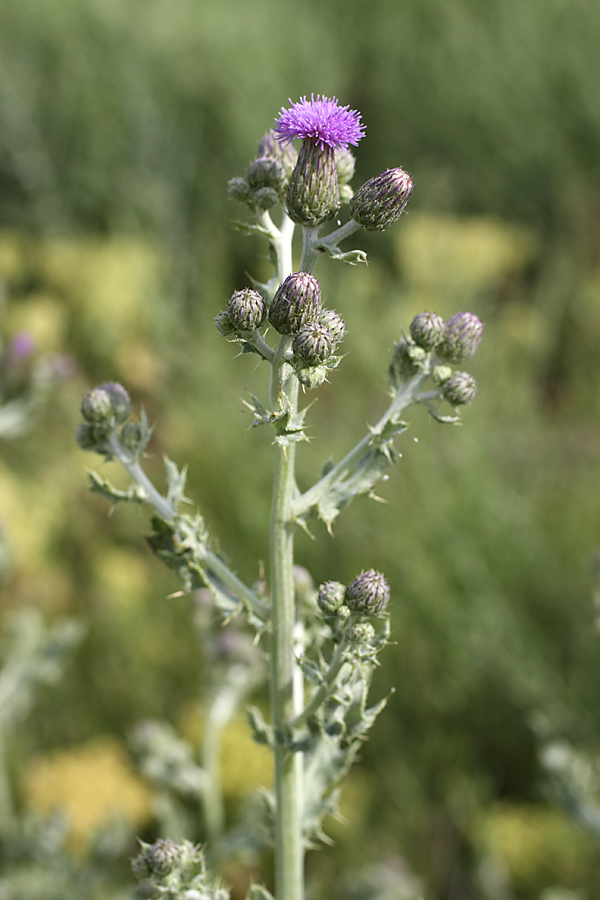 Изображение особи Cirsium incanum.