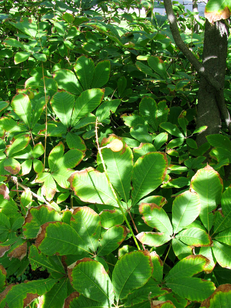 Image of Aesculus pavia specimen.