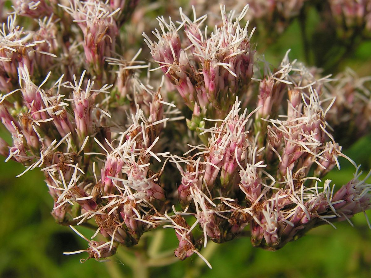 Image of Eupatorium lindleyanum specimen.