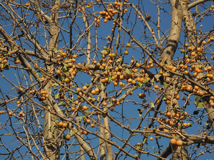 Image of Ginkgo biloba specimen.