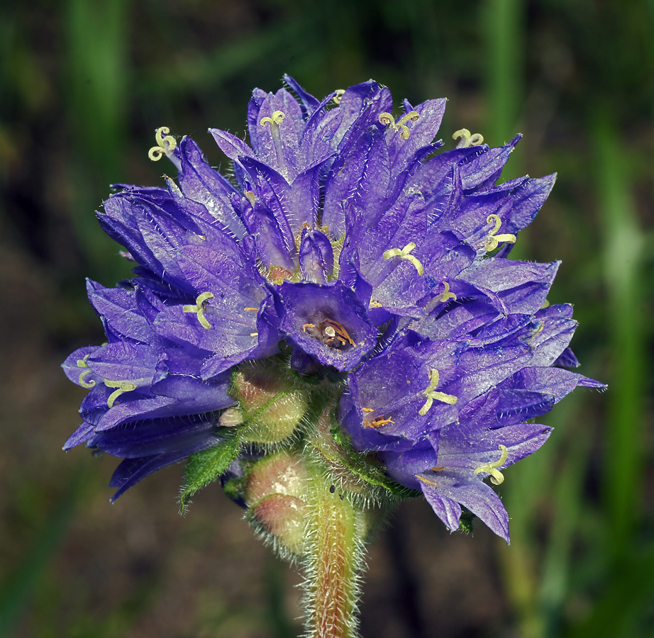 Image of Campanula cervicaria specimen.