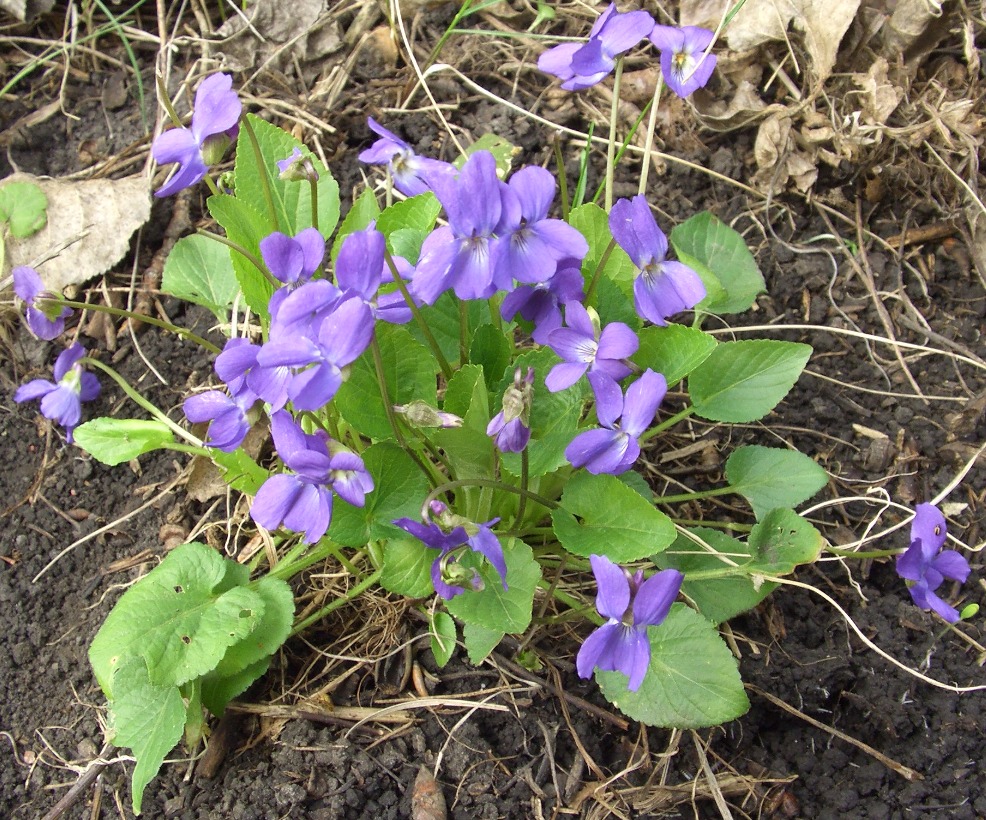 Image of Viola odorata specimen.