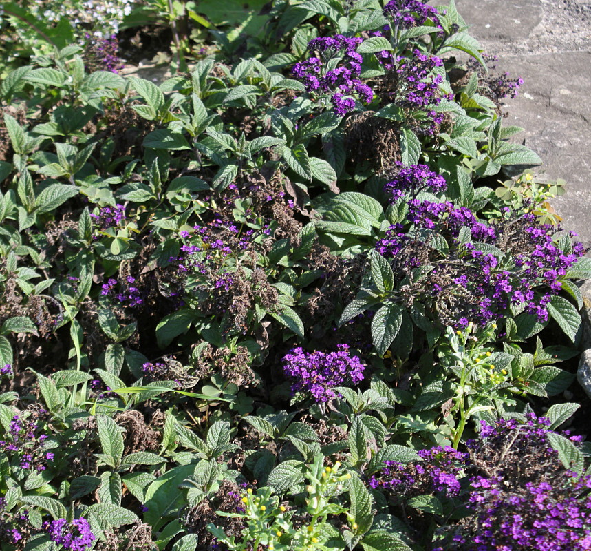 Image of Heliotropium arborescens specimen.