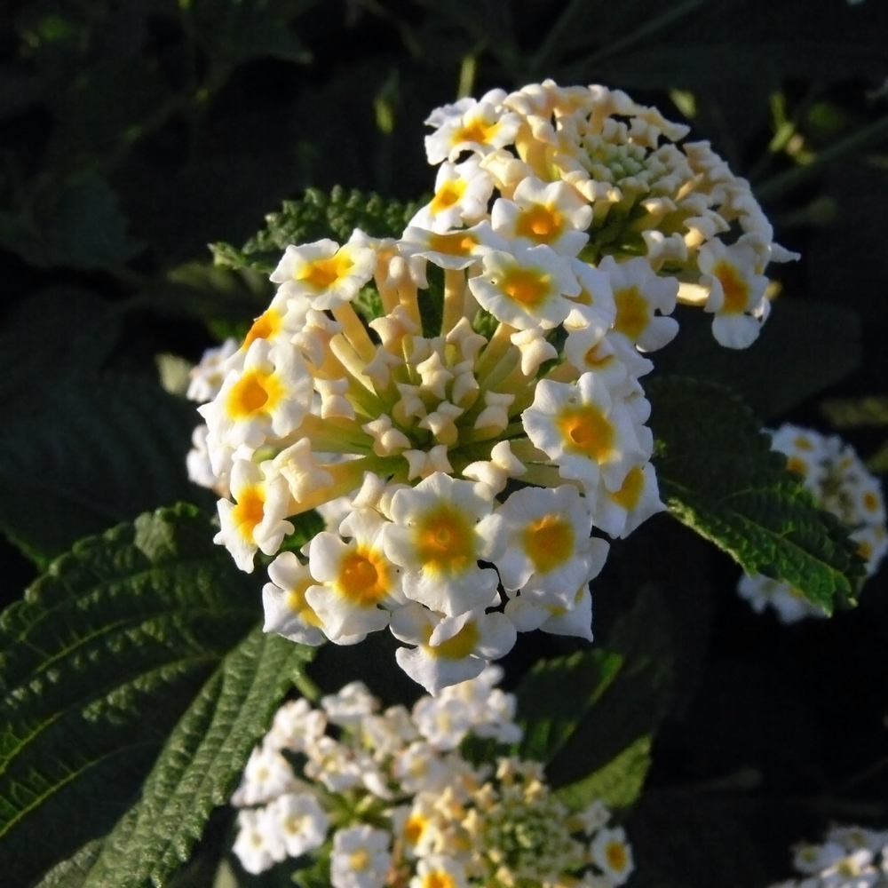 Image of Lantana camara specimen.