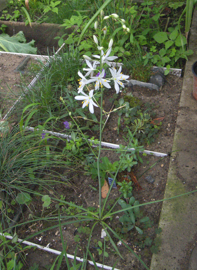 Image of Anthericum baeticum specimen.