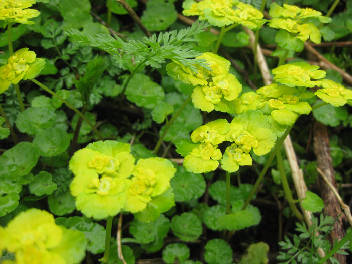 Image of Chrysosplenium alternifolium specimen.