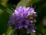 Mentha arvensis