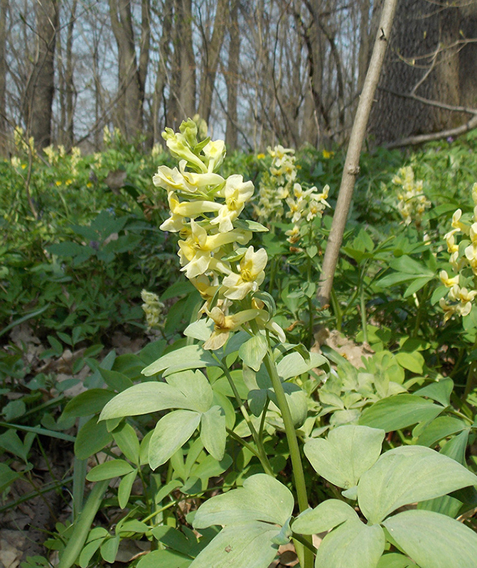 Image of Corydalis marschalliana specimen.