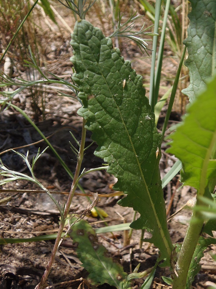 Image of Verbascum blattaria specimen.