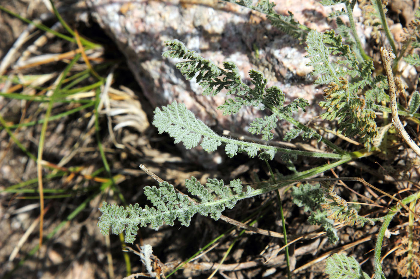 Image of Richteria pyrethroides specimen.