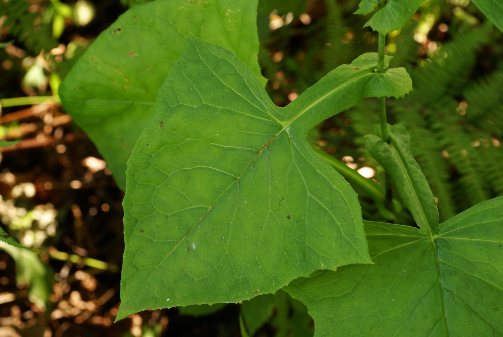 Image of Lactuca triangulata specimen.