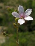 Linum tenuifolium. Цветок. Краснодарский край, м/о Анапа, окр. пос. Б. Утриш, фисташково-можжевеловое редколесье, у края обрывисто-осыпного берегового склона. 09.08.2013.