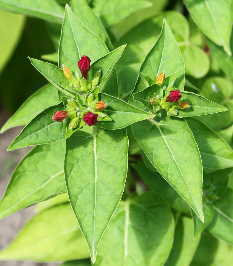 Image of Mirabilis jalapa specimen.