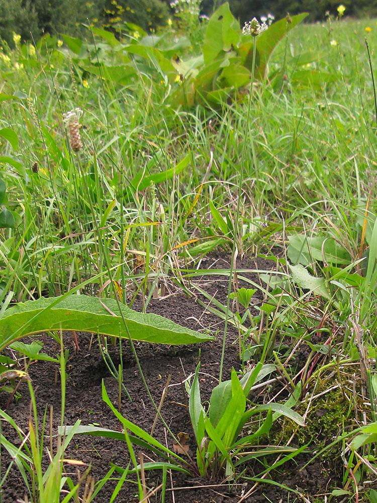 Изображение особи Plantago lanceolata.