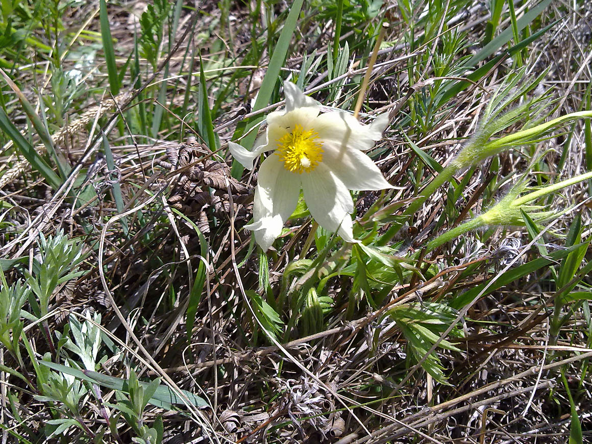 Image of Pulsatilla orientali-sibirica specimen.