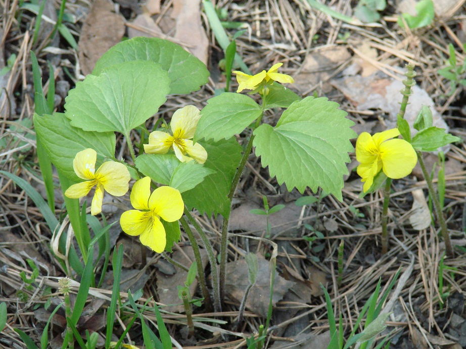 Image of Viola uniflora specimen.