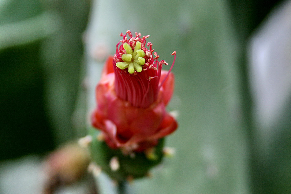 Изображение особи Opuntia cochenillifera.