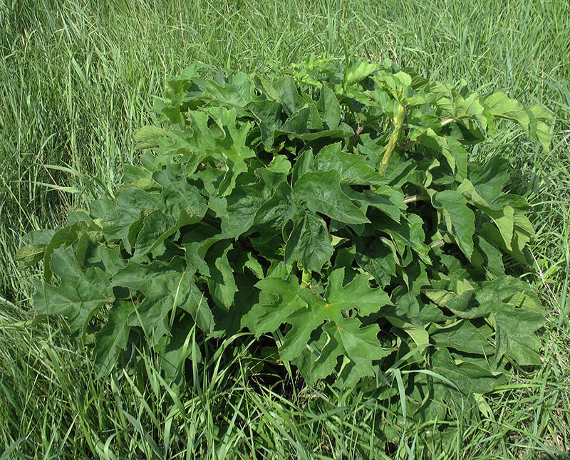 Изображение особи Heracleum sibiricum.