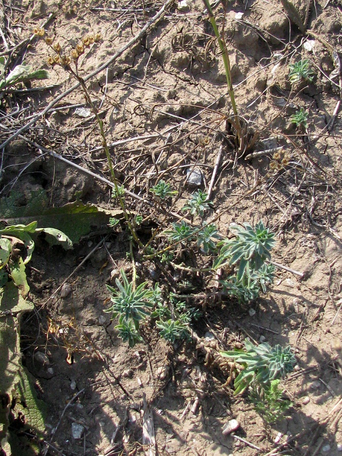 Image of Linum hirsutum specimen.