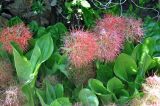 Scadoxus multiflorus. Цветущие растения. Таиланд, остров Тао. 27.06.2013.