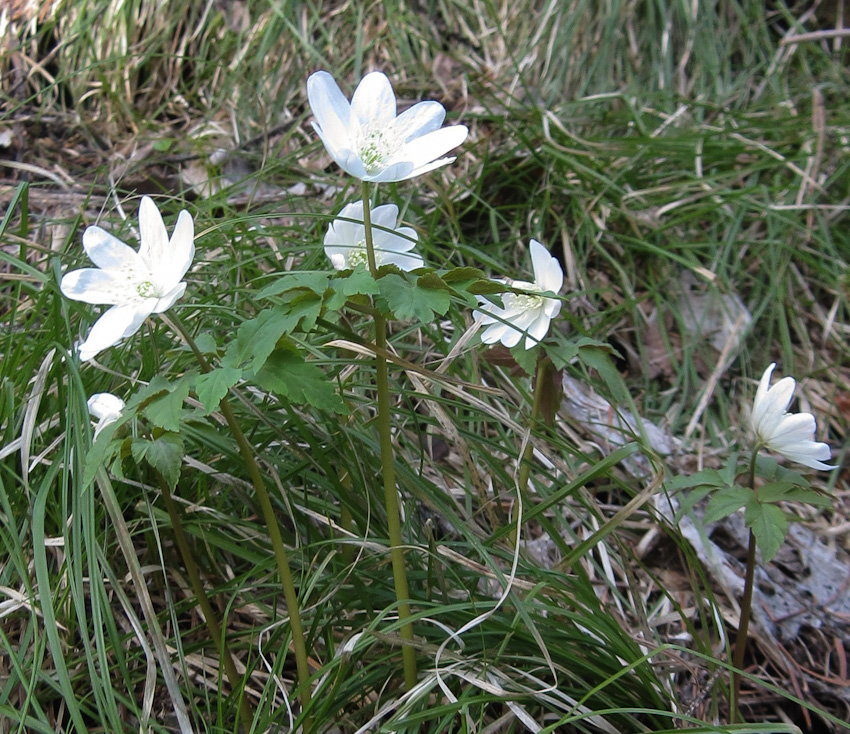 Image of Anemone altaica specimen.