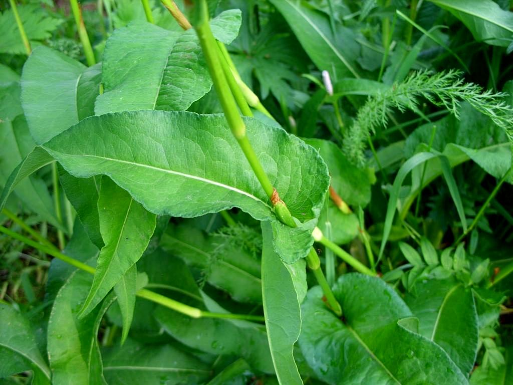 Изображение особи Bistorta officinalis.