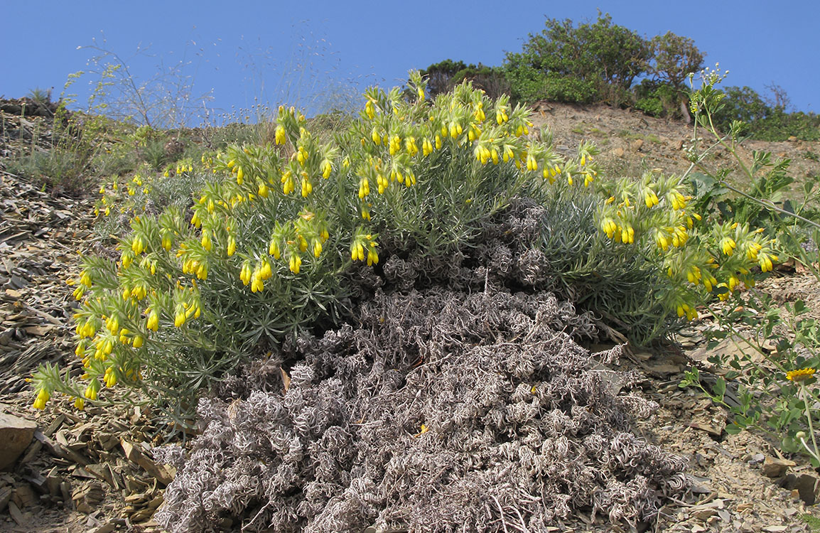 Image of Onosma polyphylla specimen.