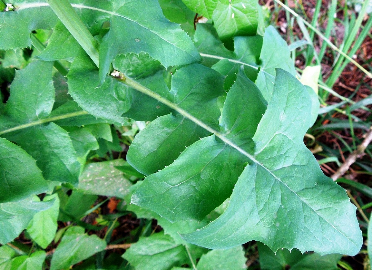 Image of Sonchus oleraceus specimen.