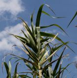 Arundo donax. Верхушка растения. Германия, г. Дюссельдорф, Ботанический сад университета. 04.05.2014.