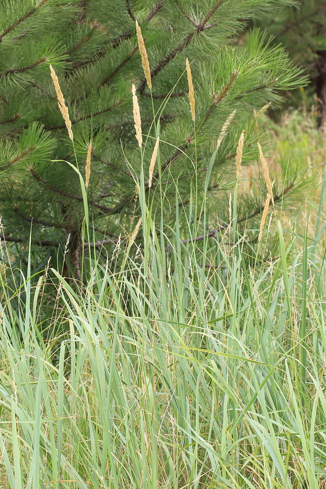 Image of Calamagrostis glomerata specimen.