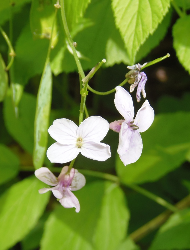 Image of Lunaria rediviva specimen.