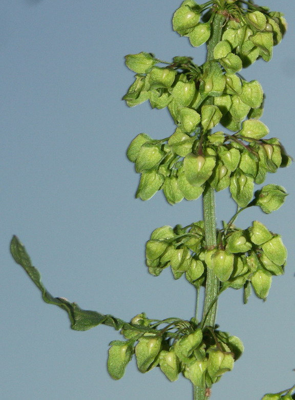 Image of Rumex crispus specimen.