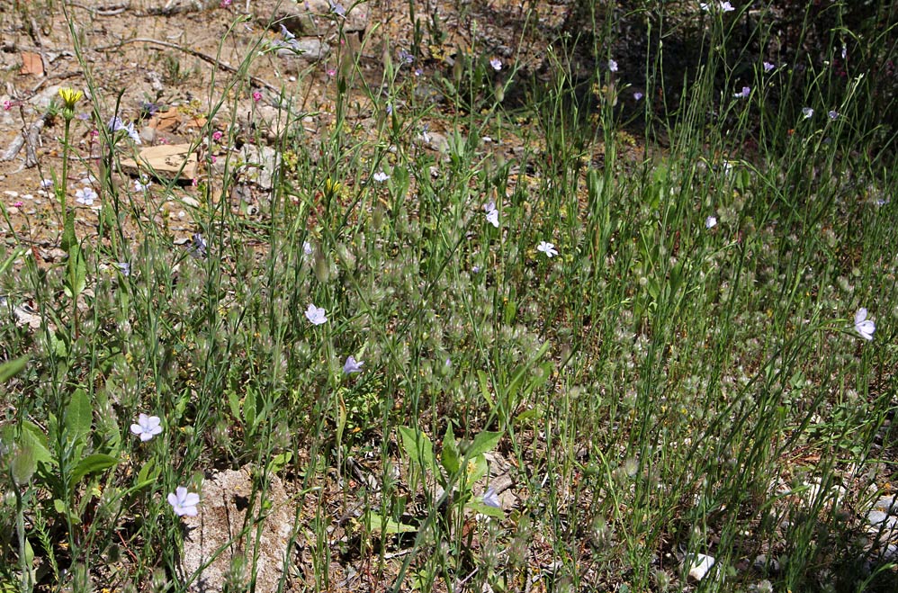 Image of Linum bienne specimen.