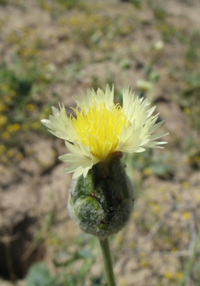 Image of Amberboa turanica specimen.