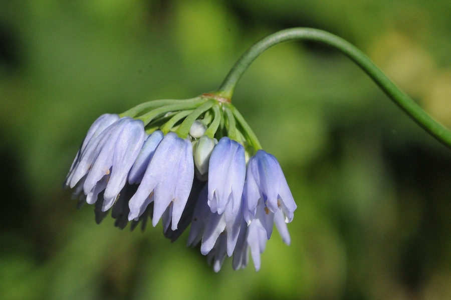 Image of Allium sikkimense specimen.