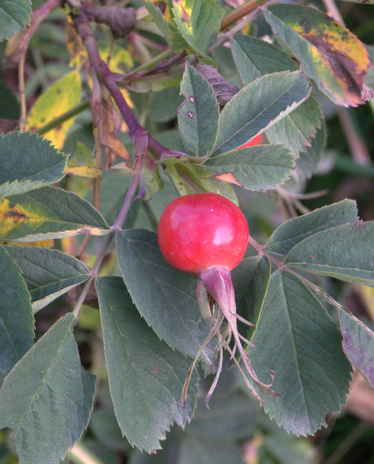 Image of Rosa obtegens specimen.