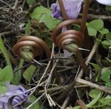 Cyclamen hederifolium