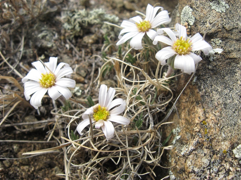 Image of Arctogeron gramineum specimen.