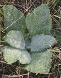 Salvia aethiopis. Розетка прикорневых листьев. Крым, Северное Присивашье. 19.07.2009.