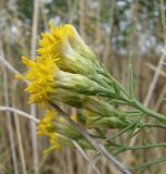 Galatella biflora. Соцветия. Краснодарский край, пойменный луг у р. Ея между станицами Шкуринская и Канеловская. 16.09.2009.